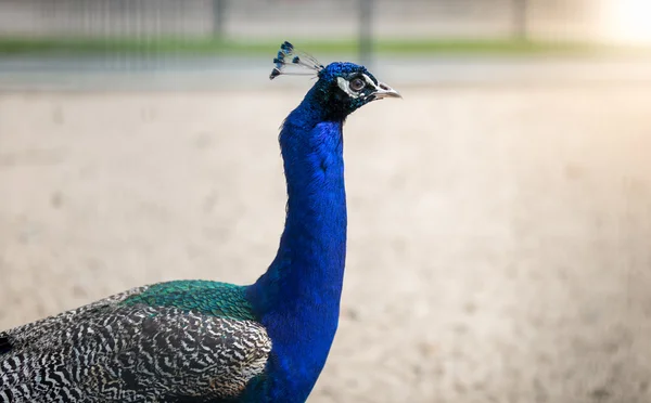 Image of peacock head with blue plumage — Stock Photo, Image