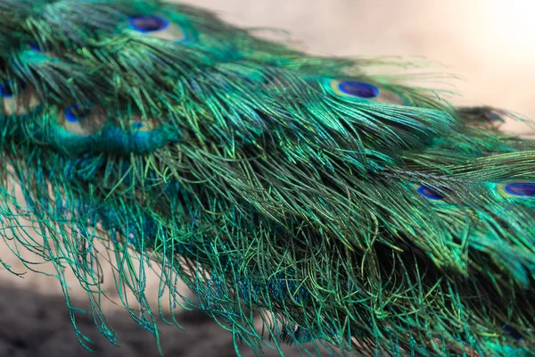 Primer plano de la cola de pavo real colorido en el día soleado —  Fotos de Stock