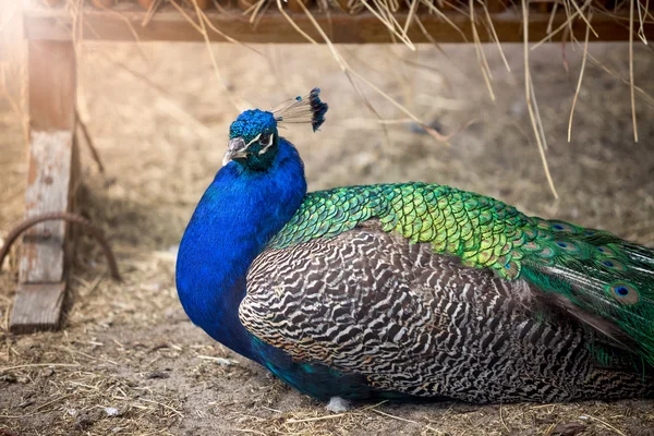 Hermoso pavo real masculino con plumaje colorido sentado en el suelo —  Fotos de Stock