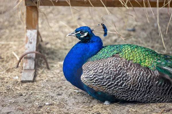 Closeup of beautiful colorful peacock lying on ground — Stock Photo, Image
