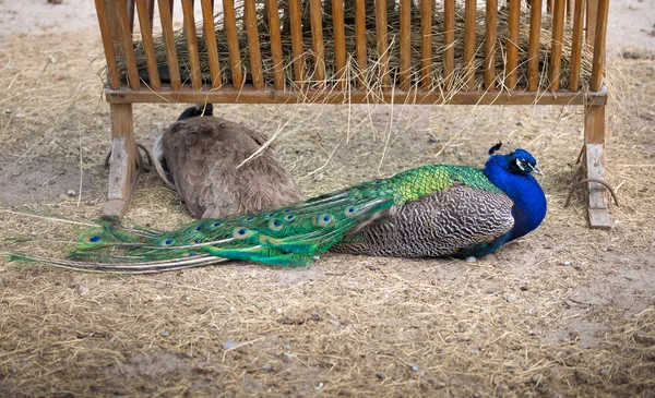 Pavo real macho sentado en el suelo en el zoológico —  Fotos de Stock