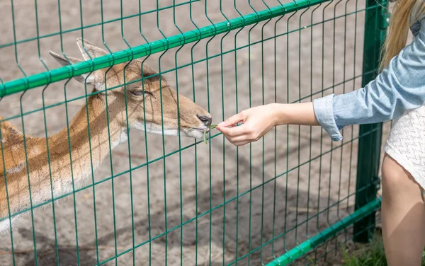 Primo piano di giovane donna che alimenta bella cerva carina nello zoo — Foto Stock