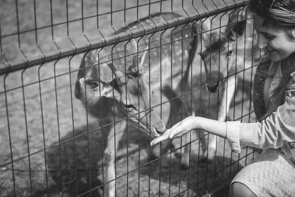 Imagen de cerca en blanco y negro de la mujer alimentando ciervos de la mano en — Foto de Stock