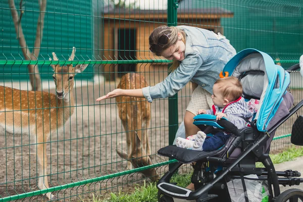 Bébé mignon avec jeune mère nourrissant petit cerf à travers la clôture dans — Photo