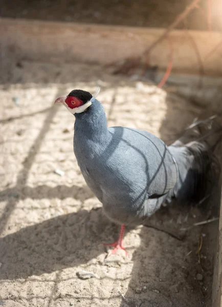 Faisão de orelhas azuis andando no zoológico — Fotografia de Stock