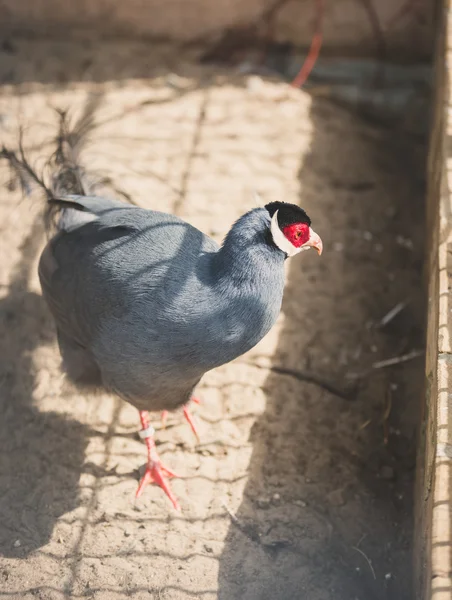 Blue eared pheasant in cage at zoo — Stok Foto