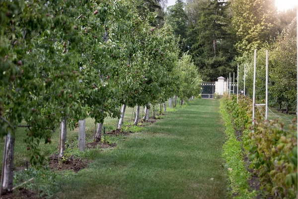 Belo jardim de maçã no dia ensolarado — Fotografia de Stock