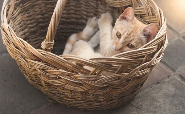 Lindo gatito mintiendo en malvado cesta — Foto de Stock