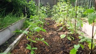 Küçük bir çiftlikte sıra sıra yetişen organik sebzelerin Dolly videosu. Sağlıklı beslenme ve küçük işletme bahçıvanlığı kavramı