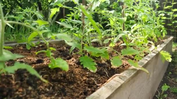 Close-up dolly video van biologische tomaat groente zaailingen groeien op bemeste en gedrenkte grond op tuinbed op het platteland boerderij — Stockvideo