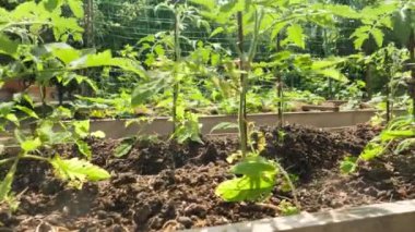 Bahçenin arka bahçesinde, kırsal kesimde yetişen sağlıklı organik sebzelerin Dolly videosu. Sağlıklı beslenme ve küçük işletme bahçıvanlığı kavramı