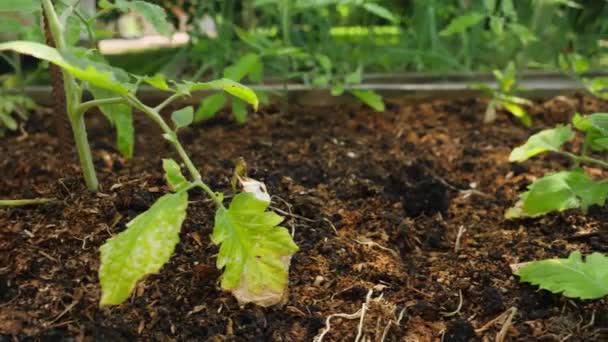 Nahaufnahme-Video von frischen Bio-Gemüsesprossen und Setzlingen, die auf gedüngtem Boden im Garten wachsen. Konzept der gesunden Ernährung und Kleingartenarbeit — Stockvideo