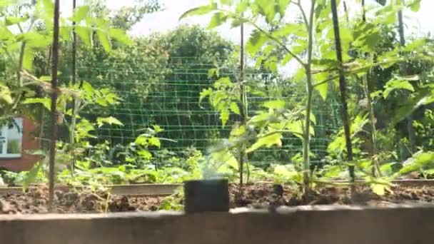 Dolly κοντινό πλάνο του κήπου πίσω αυλή με φρέσκα βιολογικά λαχανικά που καλλιεργούνται στο αγρόκτημα. Έννοια της υγιεινής διατροφής και των μικρών επιχειρήσεων κηπουρικής — Αρχείο Βίντεο
