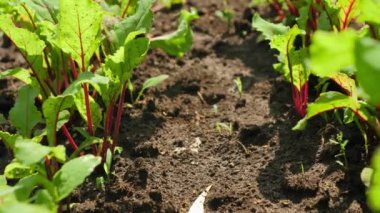Organik sağlıklı sebzelerin makro videosu ve kırsal kesimdeki tarlalarda sıralanmış bahçe yatakları. Sağlıklı beslenme ve küçük işletme alanlarının geçmişi