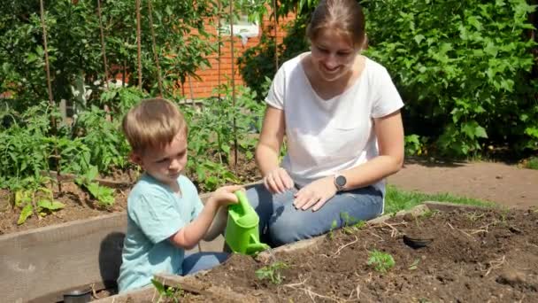 若いですお母さん教え彼女の小さな息子水まき野菜もやしと世話をする家の裏庭の庭 — ストック動画