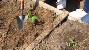 Bahçe aletleri ve toprak yetiştiren insanların yakın çekim videosu. Aile bahçe yatağında çukur kazıyor, spor yapmak ve fideleri ekmek için. Evde sağlıklı ve organik sebzeler yetiştiriyorum.