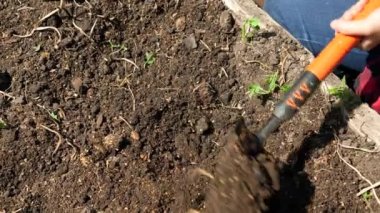 Bahçe küreğiyle yerde çukur kazmaya yakın. Bahçe yatağına kürekle sebze ekmek için toprak ekiyorum. Bahçıvanlık araçları kullanarak