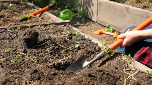 Detailní video ženské kultivace a půdy na dvorku zahrady. Farmář kopat díry v zahradním lůžku s lopatou pro výsadbu ekologické zeleniny — Stock video