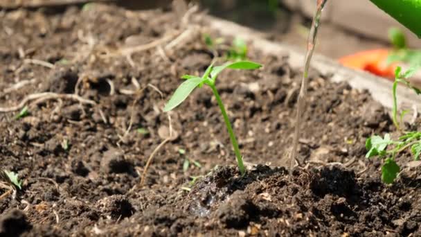 Macro al rallentatore di irrigazione piccoli germogli vegetali piantati nel terreno. Prendersi cura, coltivare e piantare verdure biologiche a casa — Video Stock