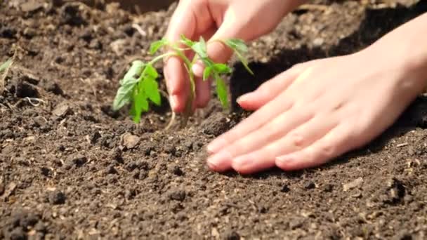 Dolly video de personas plantando pequeños brotes en el suelo en el campo. Primer plano de plantación, cultivo y cuidado de la naturaleza. Trabajo en equipo y trabajo en familia en el jardín. — Vídeo de stock
