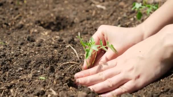 Großaufnahme einer Familie, die Gemüsesprossen in Löcher im Beet steckt. Gärtnern und Pflanzen von Bio-Gemüse. Konzept der Teamarbeit, die neues Leben bringt und die Natur schützt — Stockvideo