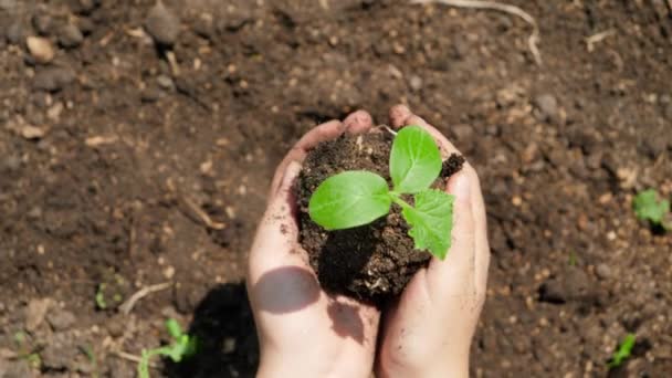 Top view video of hands planting organic plant seedling in fertile ground and covering it with soil. Concept of growth, new life, environment protection and organic planting on farms — Stock Video