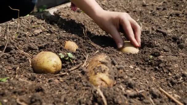 Großaufnahme einer Bäuerin, die Bio-Kartoffeln in fruchtbaren Gartenboden pflanzt und mit Erde bedeckt. Konzept des Anbaus und der Anpflanzung von Bio-Gemüse. — Stockvideo