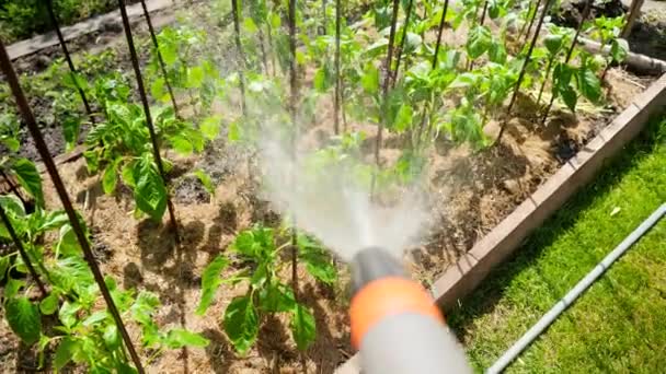 POV vídeo de rega de legumes orgânicos crescendo no jardim. Água que despeja em pimentas verdes frescas e tomates na cama de jardim — Vídeo de Stock
