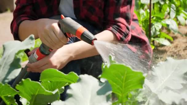A női mezőgazdasági termelő nyomógombjának közelsége a víztömlőn és friss bio zöldségek öntözése a kertben — Stock videók