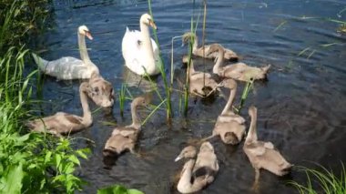 Gölette yiyecek arayan küçük kuğuları koruyan iki güzel yetişkin kuğunun yavaş çekim videosu.