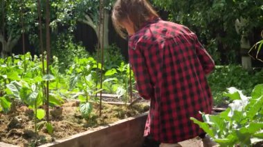 Bahçede oturan genç bir kadın ve elinde kürekle toprağı kazıyor. Arka bahçede sebze yetiştirmek. Evde organik sebze yetiştirme ve ekme kavramı