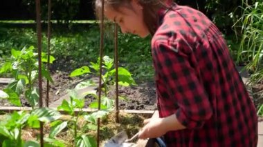 Bahçede çalışan gülümseyen genç bir kadın ve bahçe yatağında yetişen taze rganik sebzeler. Evde organik sebze yetiştirme ve ekme kavramı