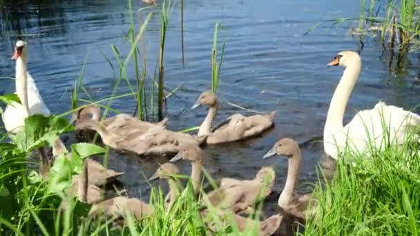 Video al rallentatore di alimentazione grande famiglia cigno muto con pane nel parco con pane — Video Stock