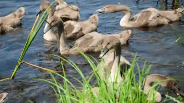 Closeup vídeo de cinza pequenos cisnes do bebê nadando na lagoa e comendo pão — Vídeo de Stock