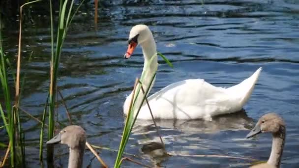 Krásná dospělá bílá němá labuť jíst trávu nebo rákosí listy v jezeře — Stock video