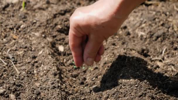 Close-up video van oude vrouwelijke hand zaaien biologische groentezaden in bemeste grond op tuinbed. Zaaien en planten in de tuin — Stockvideo