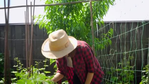 Porträt einer lächelnden jungen Frau, die im Garten zwischen Reihen wachsender Pflanzen spaziert. Landwirt kümmert sich um Bio-Gemüse — Stockvideo