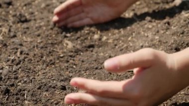 Kadın ellerinin verimli zemini tarladan tutarken çekilmiş yavaş çekim videosu. Büyüme kavramı, çevre koruma ve çiftliklere organik ekin.