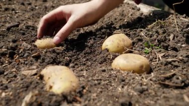 Kadın çiftçinin tarlada patates yetiştirme tarlasında patates topladığı yavaş çekim videosu. Çiftçi, çiftlikte yetişen organik sebzeleri hasat edip topluyor.