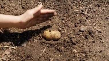 Çiftçi ellerinin patatesleri toprağa koyup verimli toprakla kaplamasını. Organik sebze yetiştirme ve ekme kavramı.