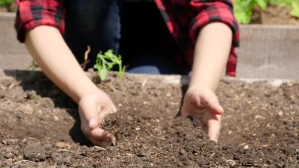 Nahaufnahme-Zeitlupenvideo eines jungen Teenagermädchens, das sich in Händen hält. Landwirt pflückt fruchtbaren Boden für den Anbau von Bio-Gemüse. Konzept für Wachstum, Umweltschutz und ökologische Bepflanzung auf — Stockvideo