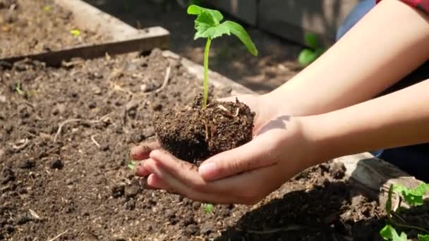 Zbliżenie żeńskich rąk trzymających i podnoszących kiełek greny rosnącej w żyznej glebie. Koncepcja wzrostu, ochrony środowiska i ekologicznego sadzenia w gospodarstwach — Wideo stockowe