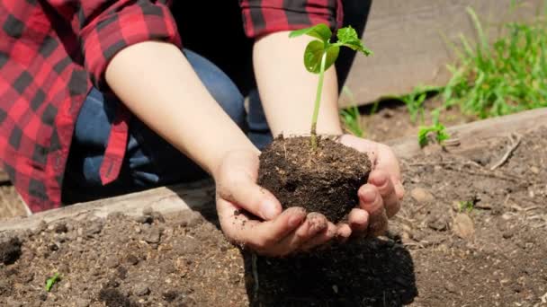 Video panorámico de una agricultora sosteniendo tierra fértil y plántulas de plantas ecológicas verdes en las manos. Concepto de crecimiento, protección del medio ambiente y plantación ecológica en las explotaciones — Vídeo de stock