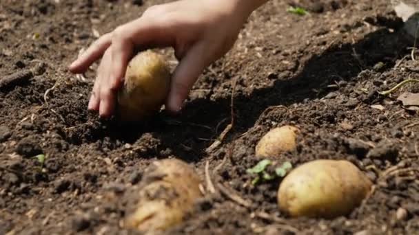 Tarlada yetişen olgun organik patatesleri topluyor ve topluyorlar. Organik sebze yetiştirme ve ekme kavramı. — Stok video