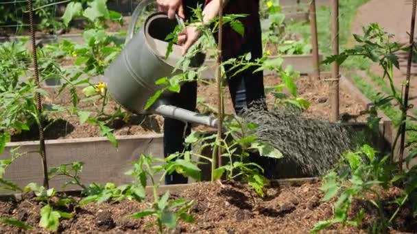 Dolly video av kvinnliga jordbrukare vattna färska ekologiska grönsaker som växer på trädgårdsbädd med vattning burk. Skötsel och arbete i trädgården. — Stockvideo