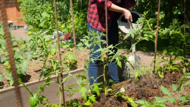 Zeitlupe einer jungen Frau, die auf einem Gartenbeet im Hinterhof das wachsende grüne Gemüse gießt. Frisches Bio-Gemüse im Hinterhof des Hauses anbauen — Stockvideo