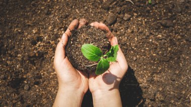 Top view toned photo of hands planting green small plant sprout in hole on fertile garden bed. Bringing new life and planting organic vegetables clipart