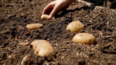 Tarlada patates yetiştiren çiftçi. Çiftçi, çiftlikte yetişen organik sebzeleri hasat edip topluyor.