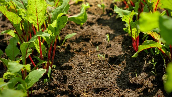 Makrofoto von Bio-Gemüse, das in geraden Reihen auf dem Beet im Obstgarten oder Hinterhof wächst. Konzept der gesunden Ernährung und Kleingartenarbeit — Stockfoto