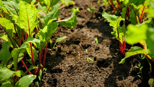Makroaufnahme von gesundem Bio-Gemüse und Reihen von Gartenbeeten auf dem Bauernhof. Hintergrund gesunde Ernährung und Kleingartenarbeit — Stockfoto